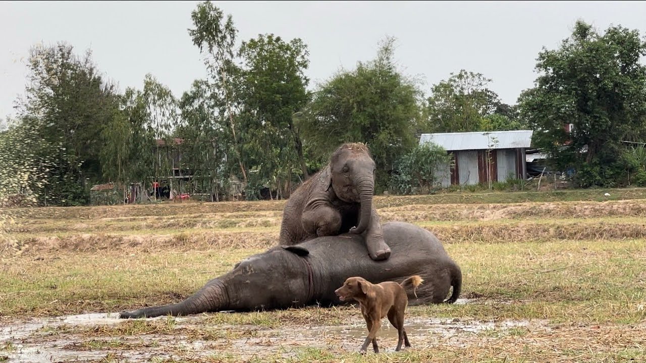 ได้ยินเสียงพ่อจ๋าร้องเท่านั้นแหละ