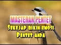 Masteran Pentet Ampuh Untuk Merangsan Pentet Diem Langsung Auto Gacor Mp3 - Mp4 Download