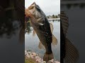BASS DESTROYED THE FROG 🤯🐸🎣 #TopwaterSeason #shorts