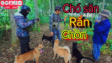 Chó Săn Rắn | Bắt Gọn Rắn Hổ Trâu – Hổ Vện – Ráo Vàng – Chồn, Sóc Trong Tích Tắc
