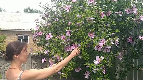 Посадив ГИБИСКУС - никогда не ройтесь под кустом!