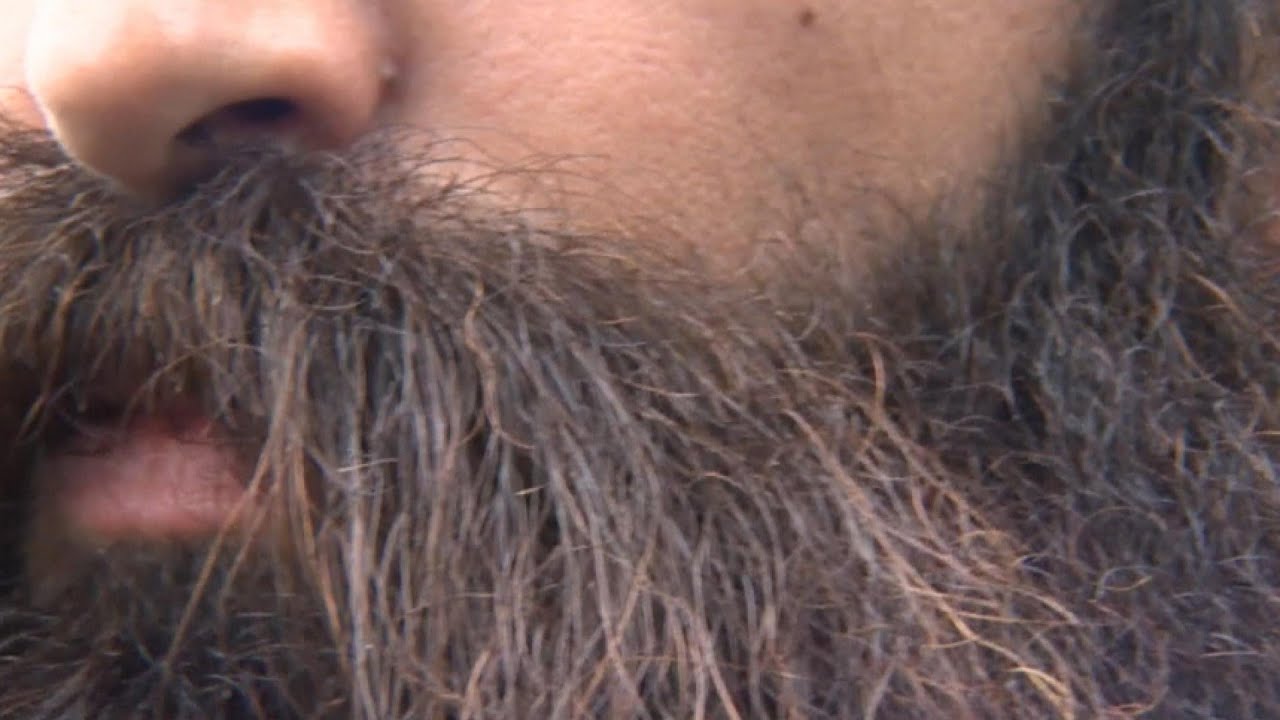 Are beards dirtier than dogs? YouTube