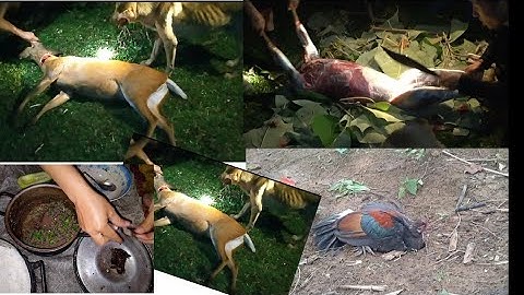 cuab qaib qus thiab tua kauv.ntus14.2020