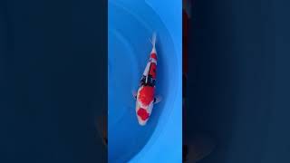 【綾Koiファーム】【平澤養鯉場産】昭和45cm(IHRT-034)