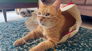 cats acting bonkers