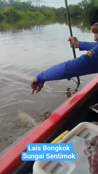 Mancing ikan lais bongkok Sungai Sentimok
