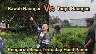 Pengaruh Jahe Merah Di Bawah Naungan vs Jahe Merah Tanpa Naungan!!!