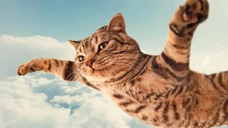 Летающие коты Летающие коты