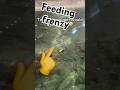 Feeding frenzy 😳 #jesus#lilysoutdoors#shorts#fishing#bassproshop#bass#viralvideo#blowup#fyp#yt