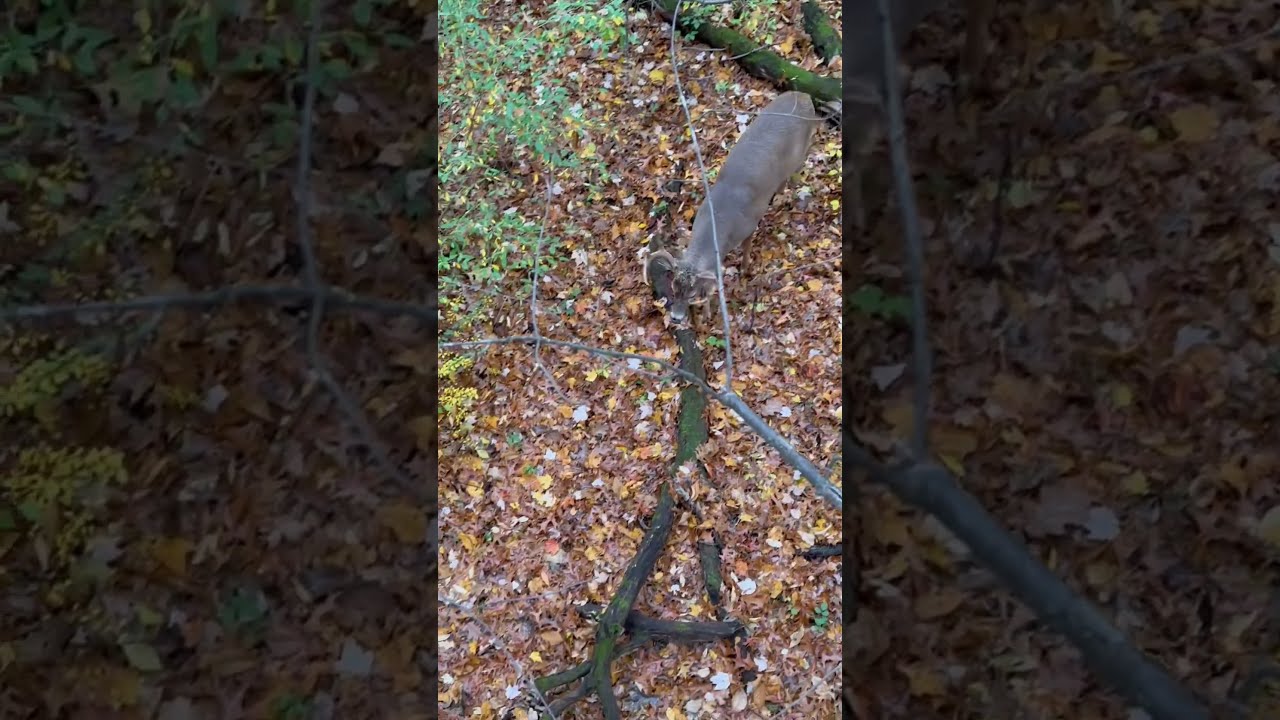 Biggest Michigan public land buck I’ve passed on.