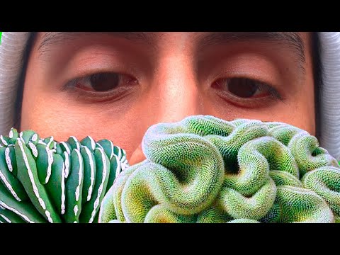 🌀How to GRAFT CRESTED CACTI BRAIN Cristata Cactaceae Succulent Plants Crested Way and Form😄