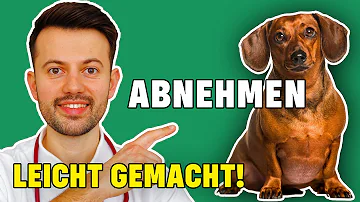 Wie bekomme ich mein Hund dicker?