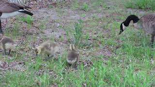 Canada Goose Family with 4 Goslings, Markham Civic Centre, Markham ON, May 25, 2022 (Part 1 of 2)
