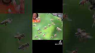 Brazilian Man attacked by bees and eaten by piranhas