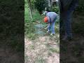 This Pigeon Trick Goes Viral 🕊️🔥 | Saves Food Instantly! #shorts #Viral #PigeonHack #Farming