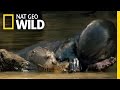 A Baby Otter Learns to Swim | Destination WILD