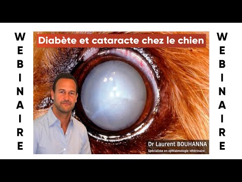 Vidéo: Choc diabétique chez le chien