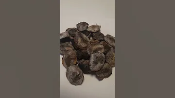 МУСКУС кабарги цена, купить 8-916-800-00-00