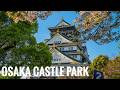 大阪城公園の八重桜 2026 Osaka Walk - Double Cherry Blossoms in Osaka Castle Park 4K HDR