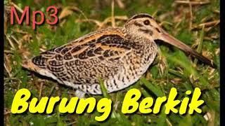 Mp3 Burung Berkik Au Au,/Tiruk/pelung/burcet 100% Ampuh di jamin sukses