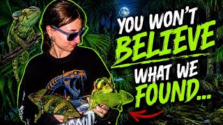 How many chameleons can we catch? Florida Invasives
