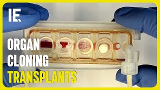 ⚕️ Revolutionizing Medicine: ORGAN CLONING and TRANSPLANTS