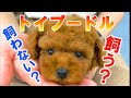 トイプードルを飼って良かったこと、大変なことを紹介します