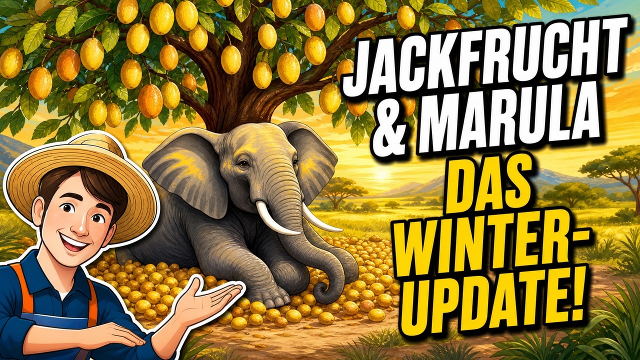 Update: Jackfrucht, Marula-(Amarula)-Baum 21.02.2024
