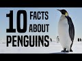 Penguin Facts Quiz