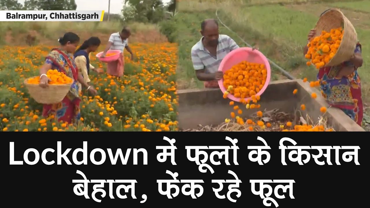 Coronavirus Chhattisgarh: Lockdown में किसानों को नहीं मिल रहे फूलों के खरीददार, फूल फेंक रहे किसान