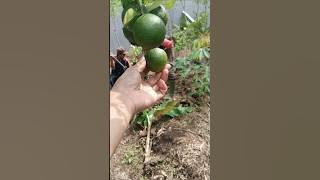 Download lagu Jeruk Asak Ngarareunah Ditinggalkeun 🍊😄#fruit