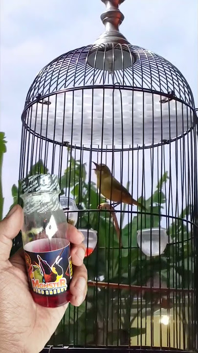 pleci isian mantenan gunung