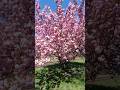 Japanische Kirschblüten Baum in voller Blüte - Leipzig #soschönistleipzig