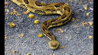 TIMBER RATLESNAKE