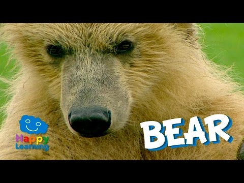 The Bear, a very Cute Mammal | Video for Children