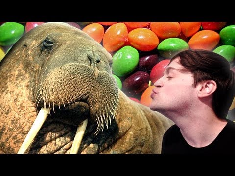 Bestiality (Walrus Man Remix) Video