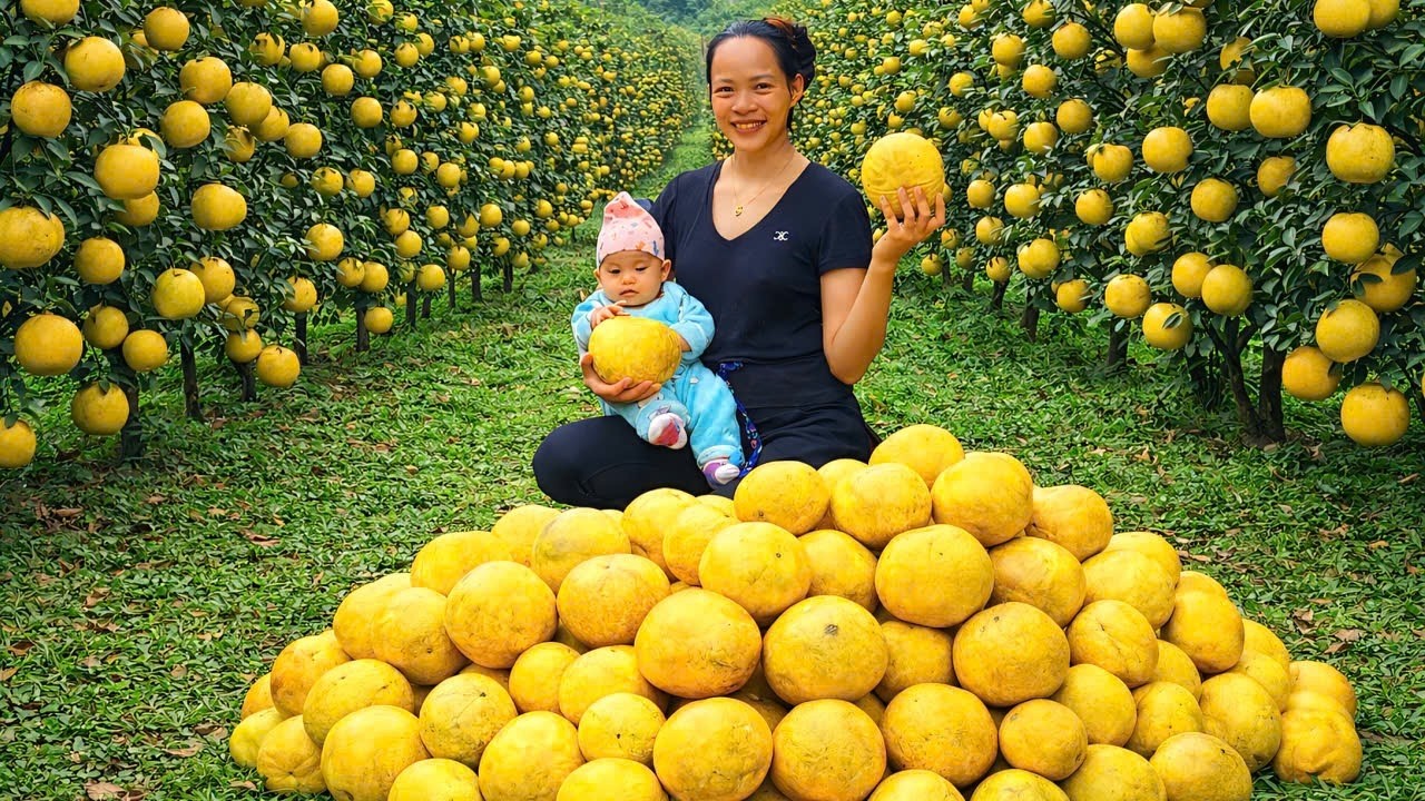 Homeless single mother works cleaning, doing laundry, and harvesting grapefruit to sell.