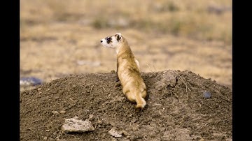From the Brink of Extinction: Fort Collins & the Black-Footed Ferret