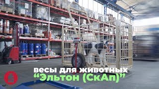 Весы животноводческие Эльтон (СкАп) автоприцеп