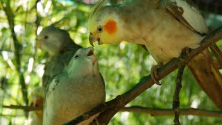 No rest for parent birds