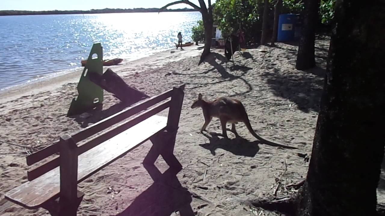 Wallaby on the beach