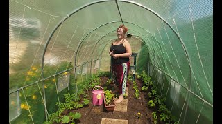 Tunnel Tuesdays Episode 2 Supporting Tomatoes And Repotting Pumpkins