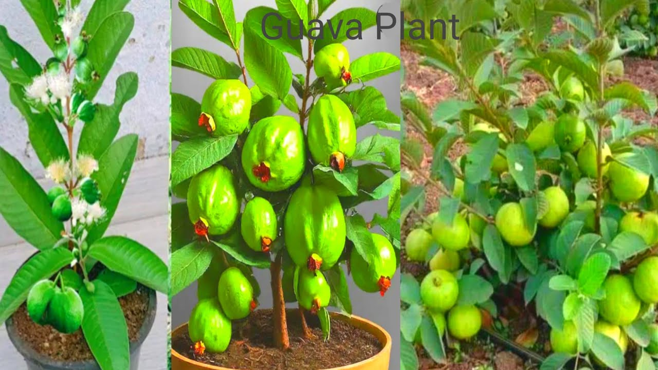 How To Grow Guava Plant At Home / grow an guava tree from guava fruits ...