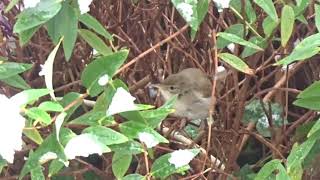 Blyth&#39;s Reed Warbler, All Saints, MCR