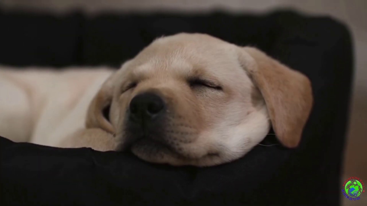 Сухой корм Purina Pro Plan Puppy для щенков