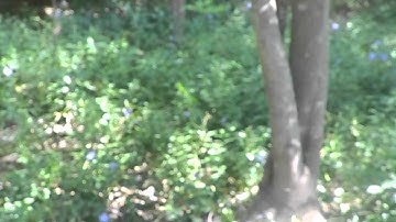 JG M4 S-System Shooting (jg f6613)