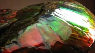 美しい形、美しい色、アンモライト完全体 Placenticeras meeki (Ammolite)