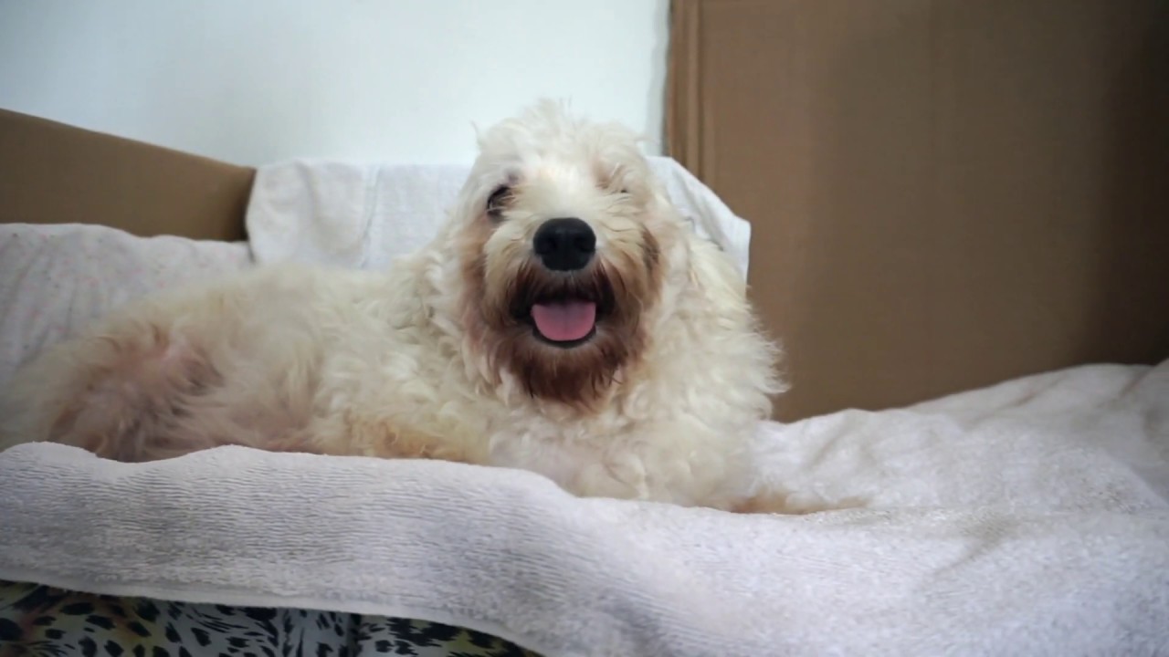 狗狗生产前兆Signs of dog in labor