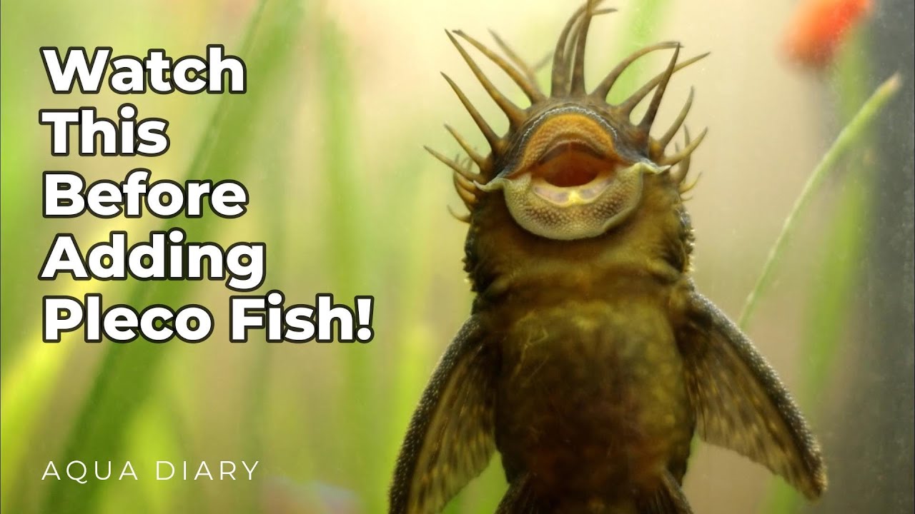 Pleco Catfish: Know This Before Adding To Your Tank! 