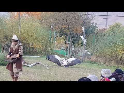 A show with Himalayan griffon vulture